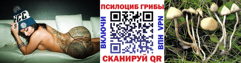 Псилоцибиновые грибы Cubensis  как найти закладки  Губаха 